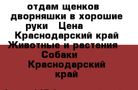 отдам щенков - дворняшки в хорошие руки › Цена ­ 10 - Краснодарский край Животные и растения » Собаки   . Краснодарский край